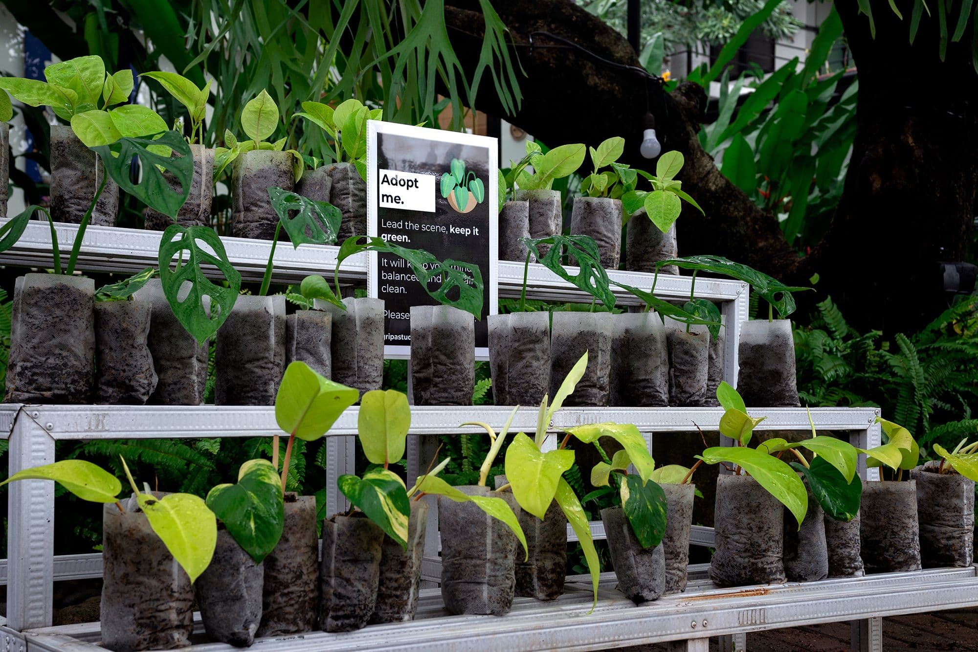 To our green thumb friends, adopt a plant, pay it forward