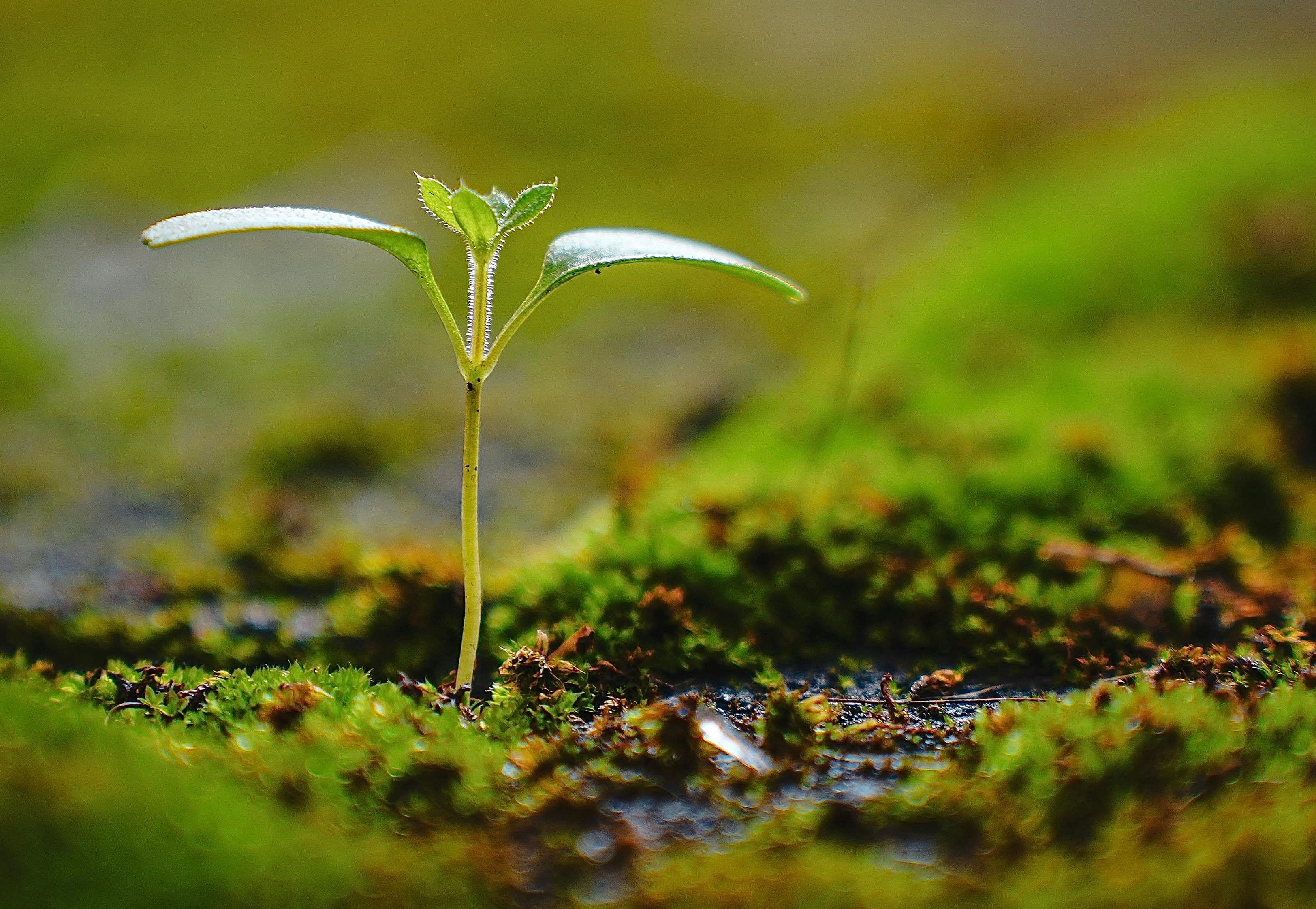 ### What We Can Do, Quietly
It’s easy to feel small in the face of something this vast.
But stewardship rarely begins loudly.
It begins in what we support.
What we invest in.
What we normalise.
What we choose to question.
In choosing leaders and businesses that understand limits.
In teaching our children that nature is not an obstacle to overcome,
but a partner to live with.
Sometimes stewardship begins simply with remembering —
remembering wisdom, we once carried,
but slowly traded for convenience.
