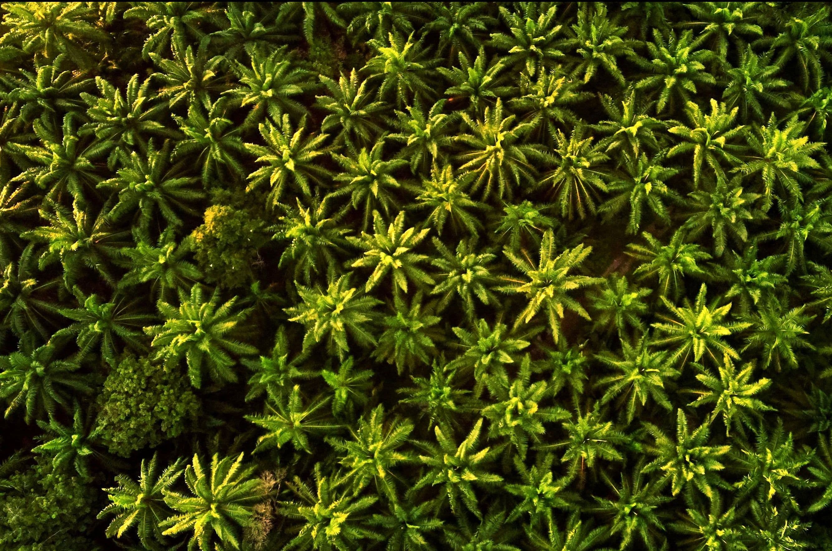 ### A Memory of My Father
Watching these images from Sumatera brings back a memory of my father.
During my active years, when investment discussions filled many days,
there were certain opportunities he never felt comfortable with.
Not only mining or aggressive forestry,
but anything tied to extracting what nature had quietly held for generations —
oil, gas, water, land, resources that once taken could never truly be returned.
Businesses that measured success by how much could be pulled out,
rather than how much was preserved or restored.
Once, after listening patiently to explanations about returns and projections, he said something that stayed with me:
_“What gives us the right, as one generation, to take freely from a land that has stood for centuries — a land that was never meant to belong to us alone?”_
At the time, I didn’t fully understand why that question mattered so much to him.
It sounded philosophical.
Almost impractical.
Only now, watching rivers overflow and forests thin, do I see it more clearly.
He wasn’t rejecting growth.
He was asking something simpler — and harder:
Just because we _can take,_
does it mean _we should?_